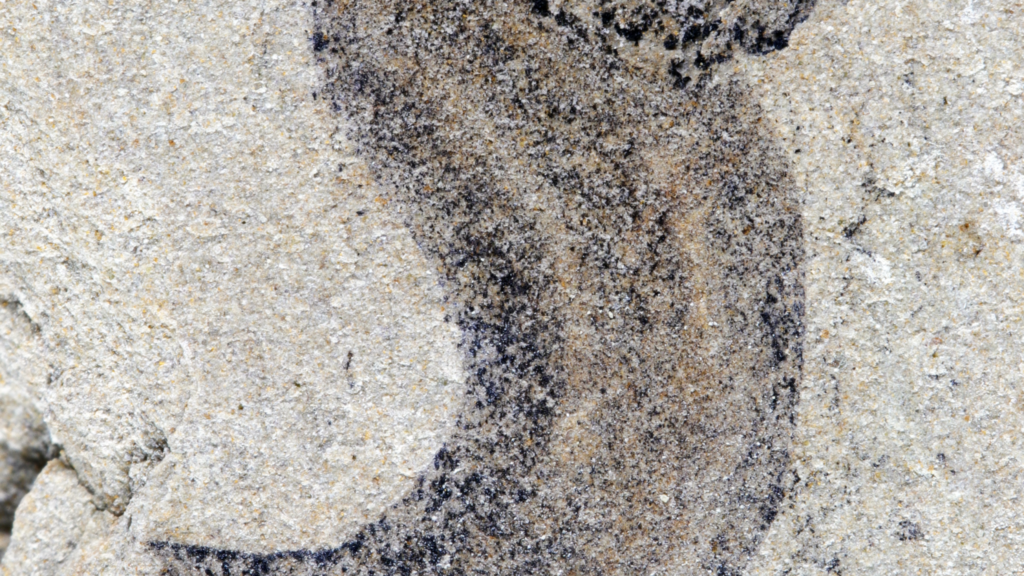 New fossil deposits show complex animal groups predating the Cambrian