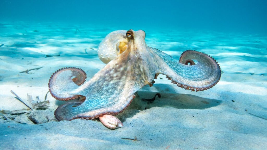 Octopus In Action