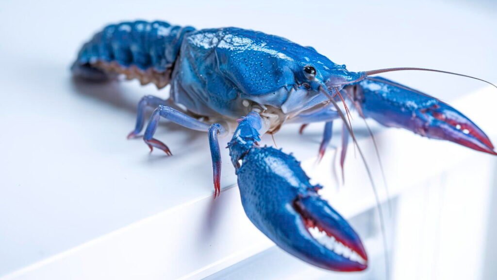 A blue crayfish on a countertop