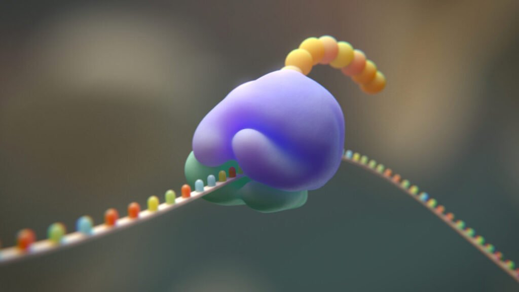 Cartoon illustration of a ribosome moving across an RNA and producing a growing protein chain.
