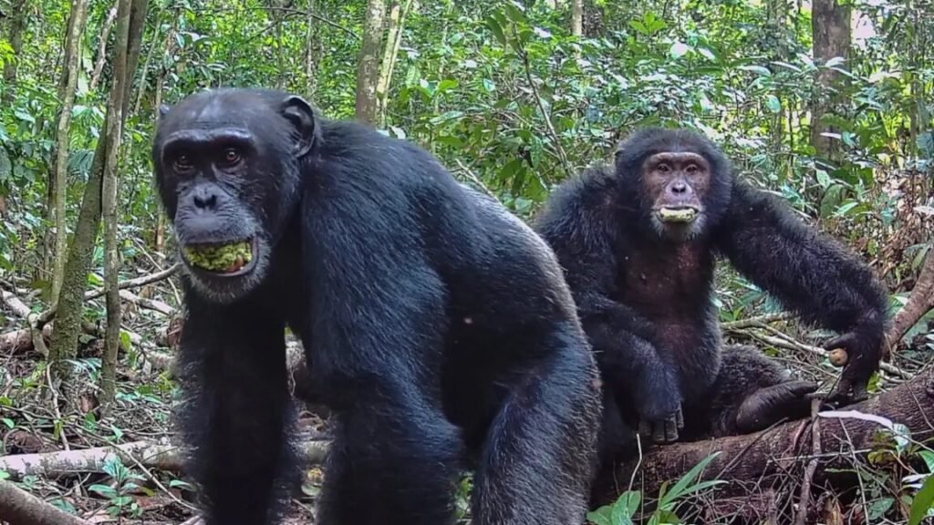 Ugandan chimps split into two factions, then killed rivals Two male chimpanzees eating the plum-like fruit of the evergreen Parinari excelsa tree at Taï National Park in the Ivory Coast in 2021.