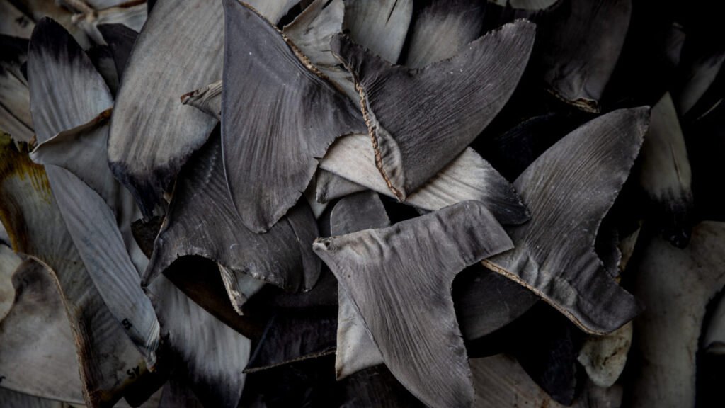 A pile of shark fins are displayed.