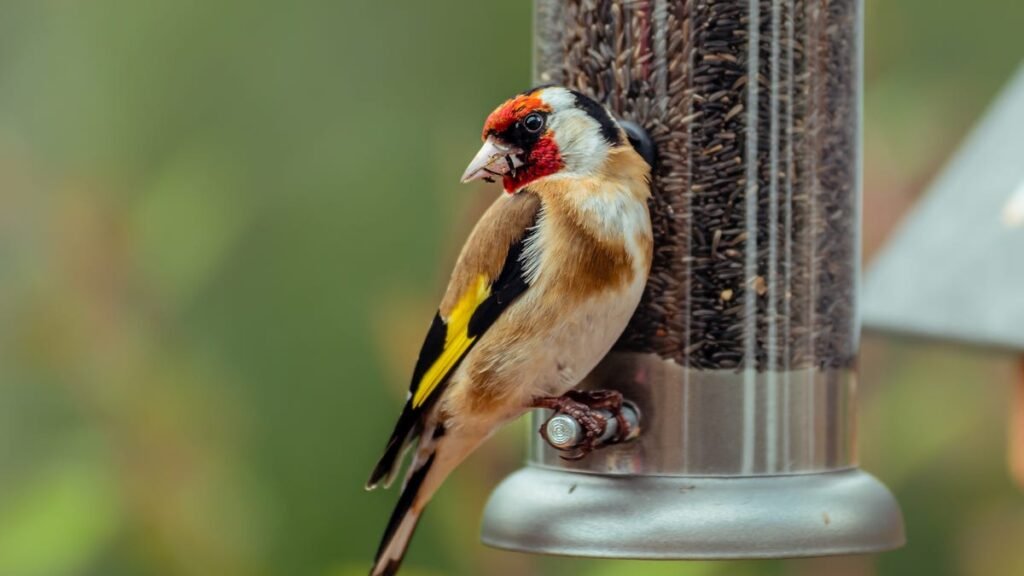 Don't Know Where to Put Your Bird Feeder? This Is What a Wildlife Expert Recommends