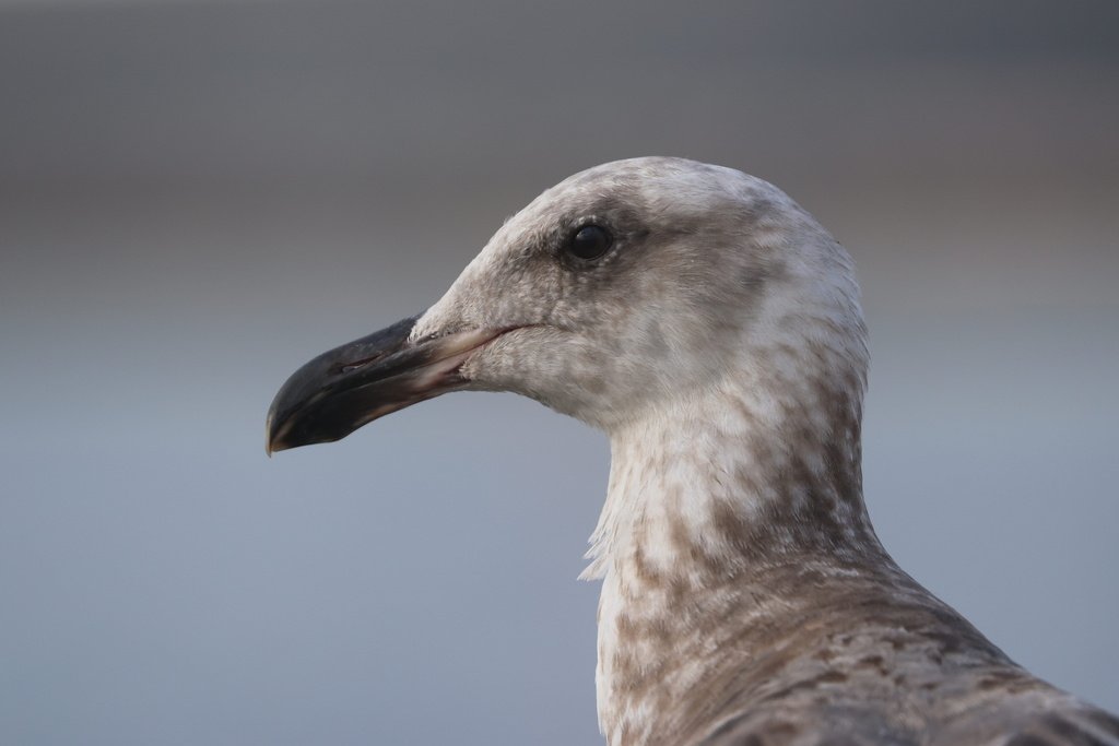 Glaucous-winged Gull, Brown Pelican, Snowy Egret, Canada Goose Glaucous-winged Gull