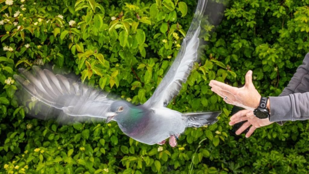 Homing pigeon being released by scientist at Max Planck Institute of Animal Behavior in Germany.