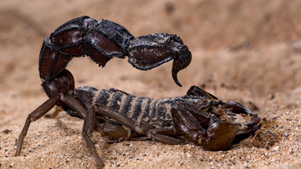 A sandy environment with a large brown scorpion shown in profile.