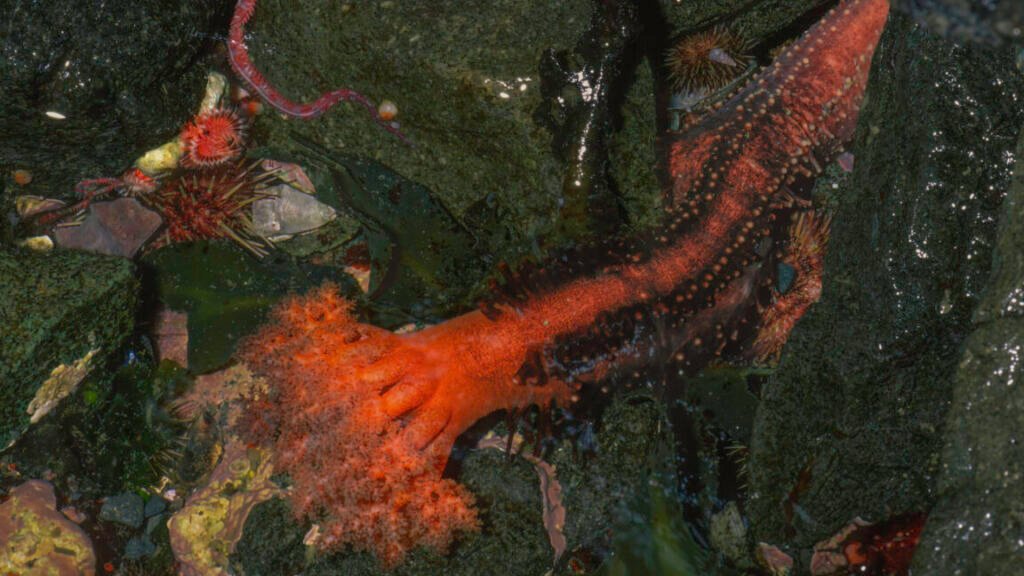 Image of a rocky ocean floor with a living orange tube tipped with an elaborate front.