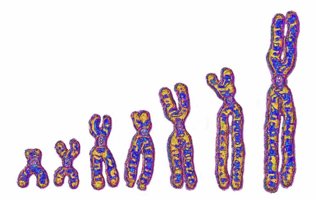 Not just Neanderthals: Ghost lineage in Africa left its mark on our DNA A colored images meant to represent a number of human chromosomes.