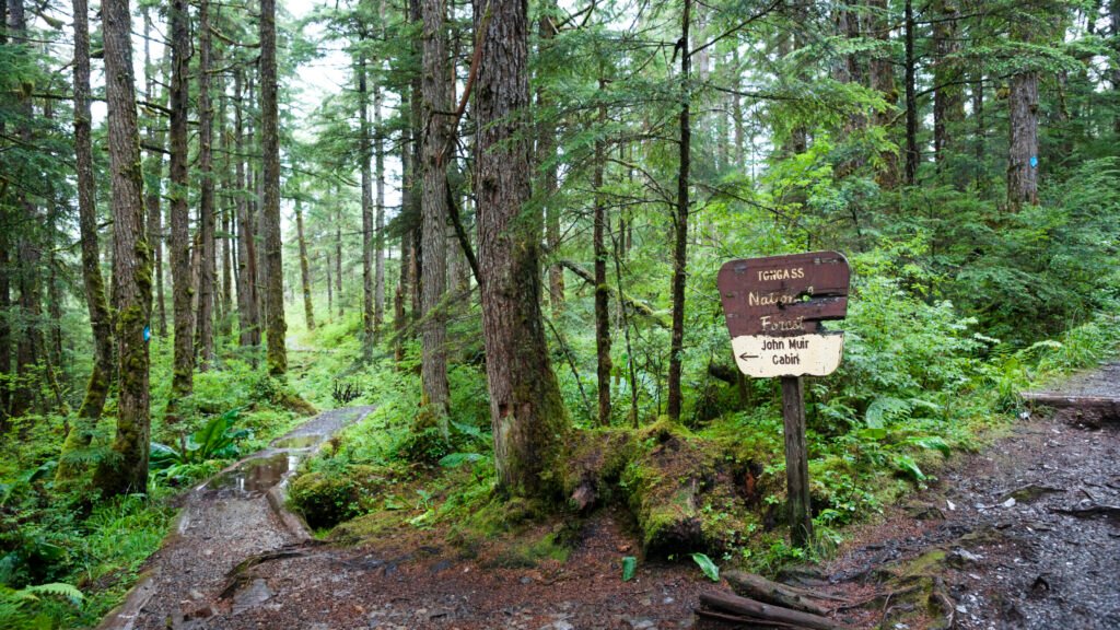 Dismantling the Roadless Rule threatens to disrupt wildlife and water in US