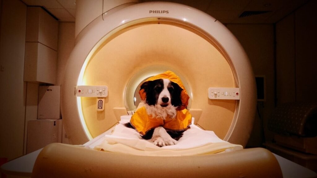 Trained pet dogs remained awake during fMRI scans as researchers measured their brain activity while they viewed images of human faces expressing happiness, anger, fear, and sadness.