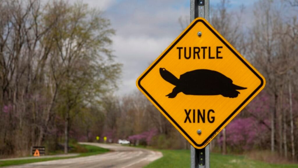 A street sign with an illustration of a turtle and text that says, "Turtle xing."
