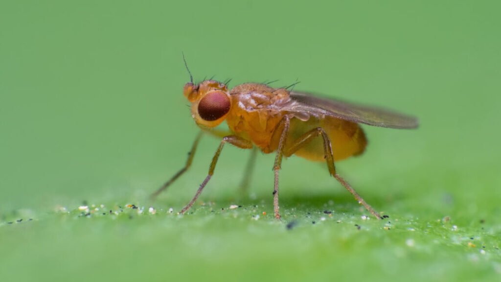 a fruit fly standing in the center of a large green leaf.