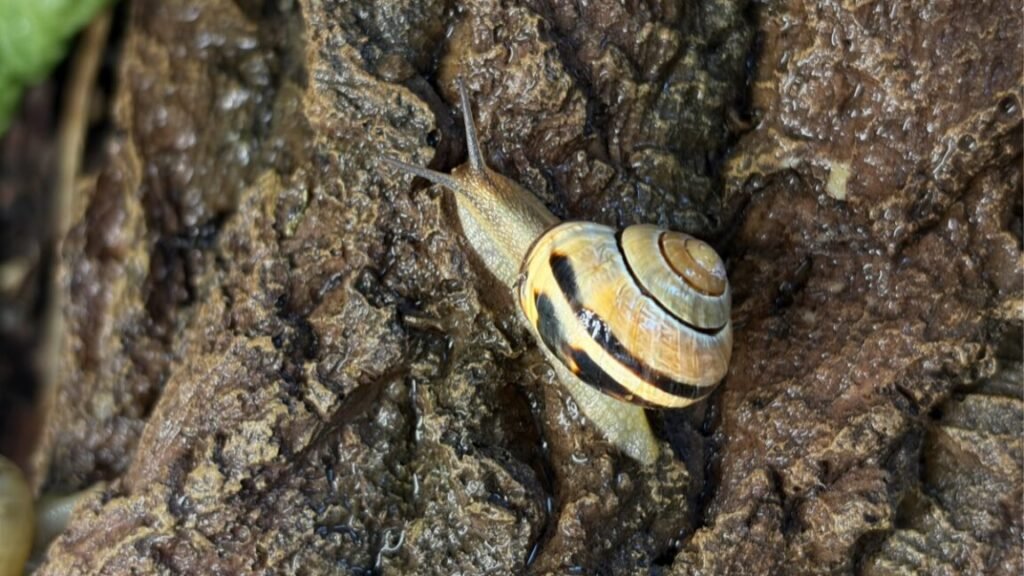 The garden snail is the most common snail species in Europe and can also be found on the Max Planck Campus in Potsdam, Germany.