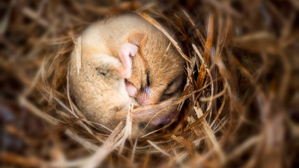 A small brown mouse, curled up into a ball and sleeping on a bed of straw.