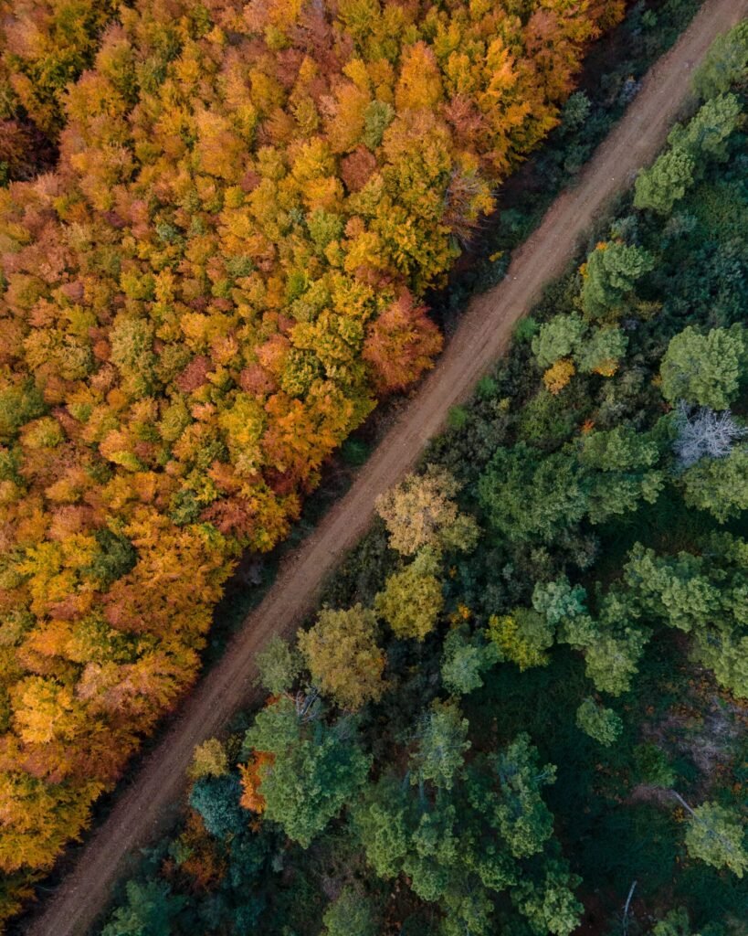 Why Random Forest Needs to Be This Random