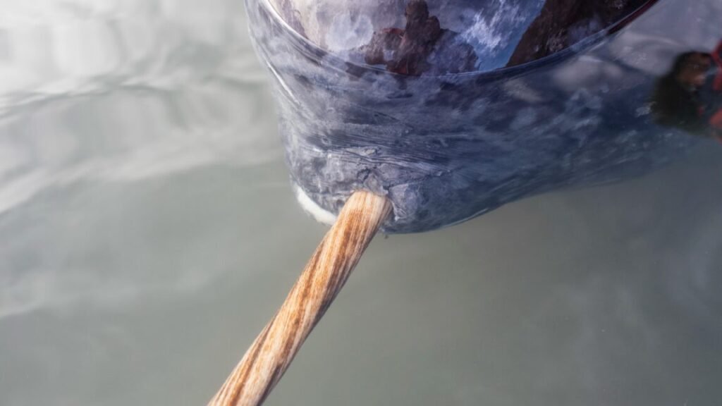 The narwhal’s tusk is the left canine tooth, which grows through the jaw and lip and can reach more than two meters in length.