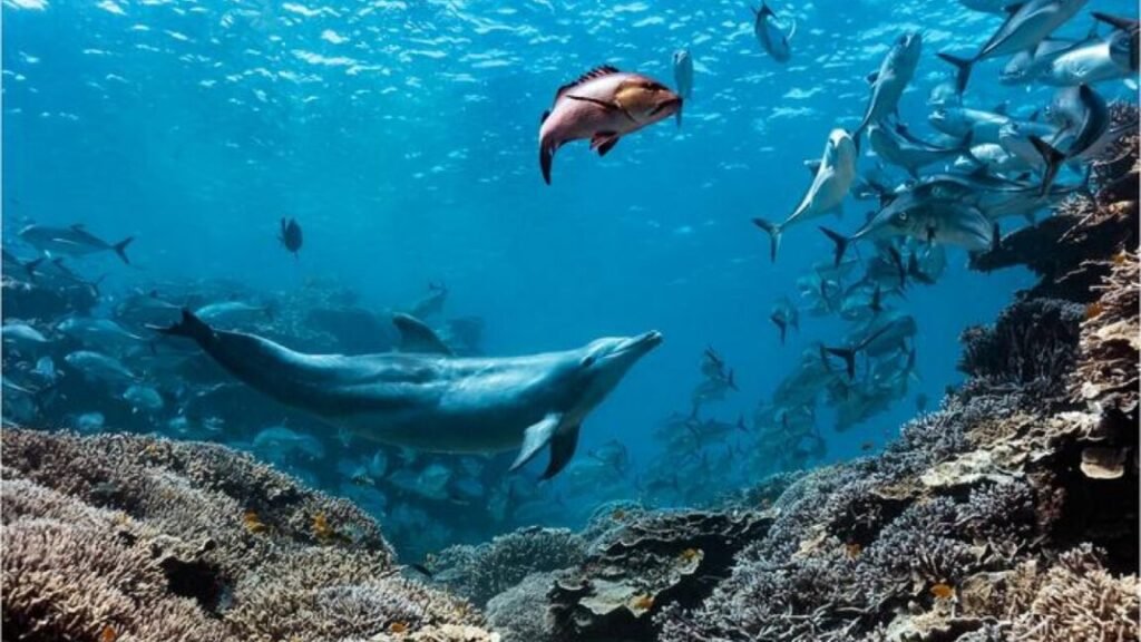 Bubbles the dolphin in action, swimming underwater to scare another marine creature