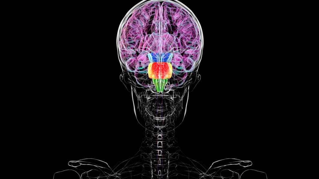 Image of a diagram of a human skull and upper torso in black and white. Segments of the brain are highlighted in color, with most of the color being a shade of pink that includes the entire top 2/3 of the brain.