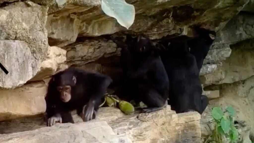 still image of chimps on a rock formation engaging in baobab fruit transfer