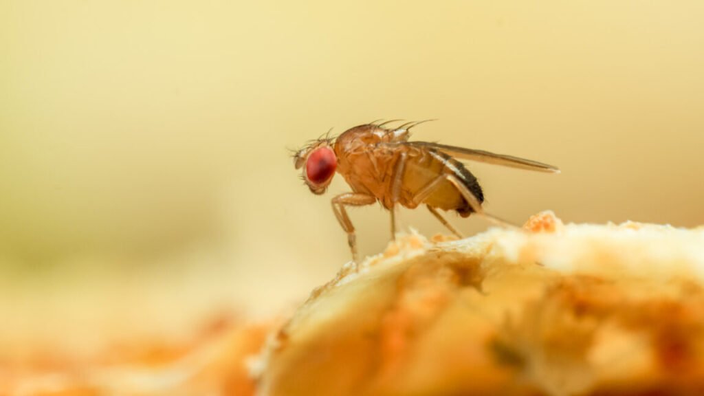 A male fruit fly stands on the edge of a piece of yellow material.