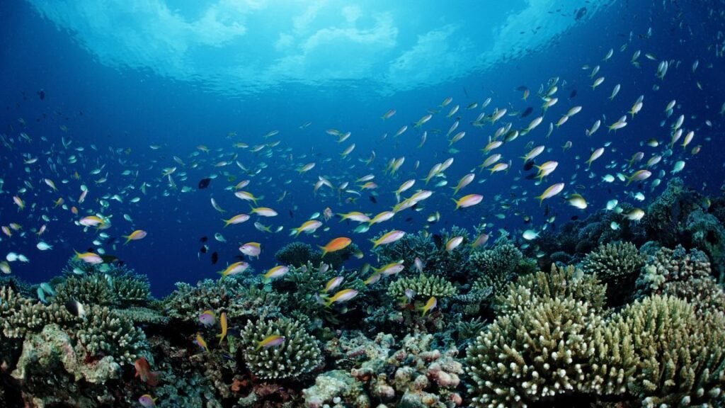 Image of a large school of fish above a reef.