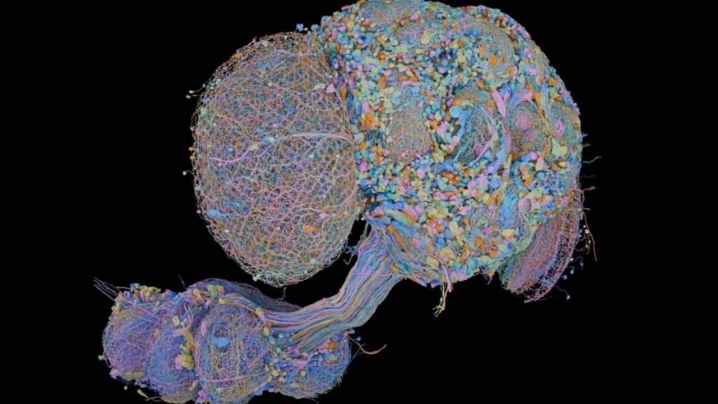 Second complete map of a fruit fly brain completed Image of a fly brain on a black background, with many of its neurons labeled with different colors.