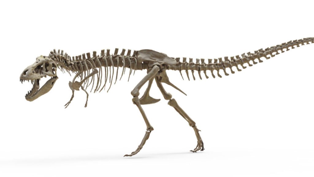T. rex teeth indicate it ran as warm as an elephant