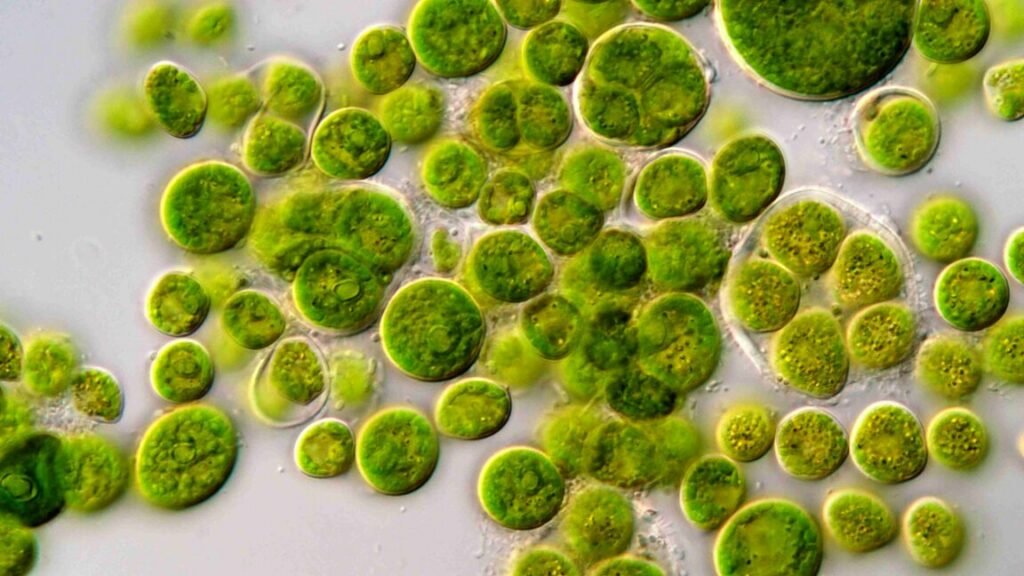 A large collection of single green cells.