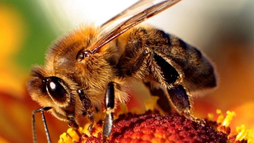 close up of Western honey bee