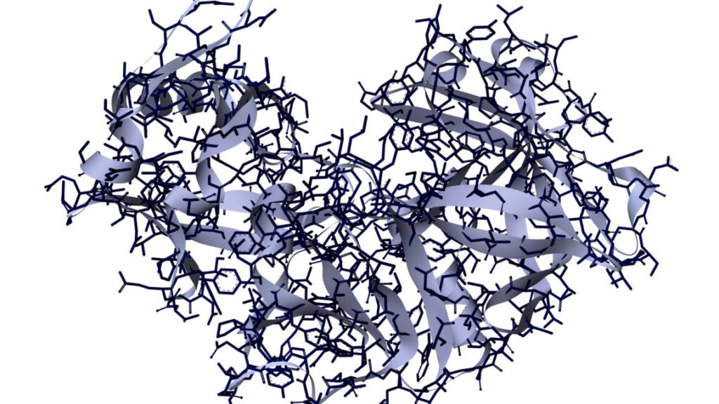 diagram of a protein, showing two lobes surrounding a cleft. The protein is shown using a combination of ribbons and individual atoms.